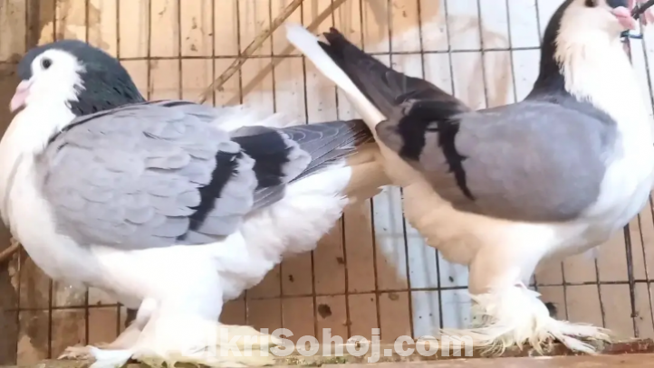 Bird and pigeon